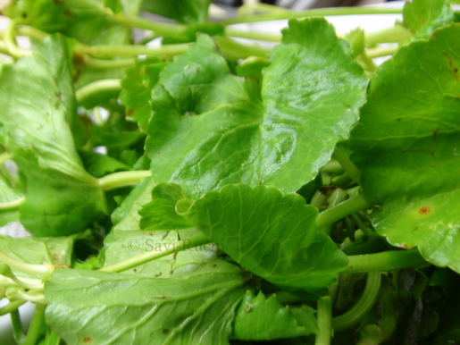 Brahmi Chutney Recipe - Brahmi Chutney (Recipe In Hindi)